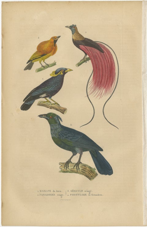 Bird Print with the Bird of Paradise, a Masked Bowerbird & Trompetkparadijskraai, view 2