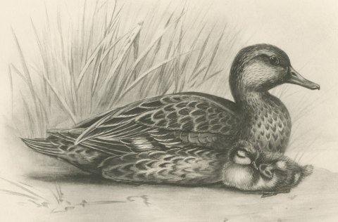 Female Teal with Two Downy Young, Plate CLXXVII after Lilian Medland, c. 1909, close-up 1