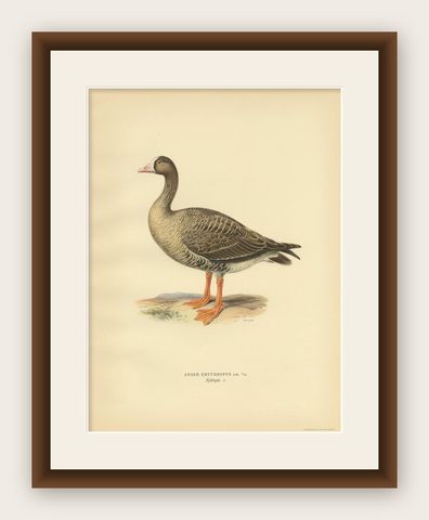 Antique Bird Print of the Lesser White-Fronted Goose by Von Wright, 1929, shown framed