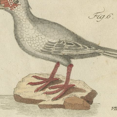Jacanas and Wading Birds with Long Toes, Antique Bertuch Print, circa 1805, close-up 5
