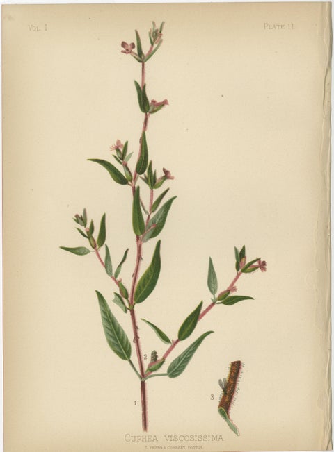 Native US Flora - Three Original Botanical Chromolithograps, 1879, view 3