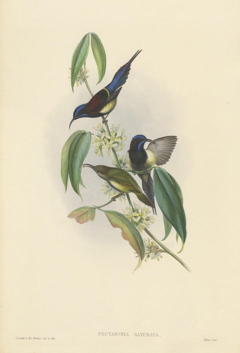 Antique Bird Print of the Black-Breasted Sunbird by Gould, circa 1850, view 2