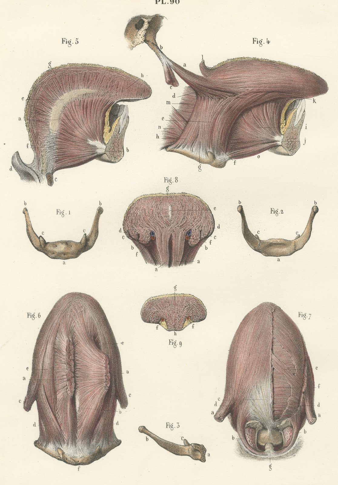 The Muscles of the Tongue and Hyoid, Antique Hirschfeld Anatomy Print, 1866