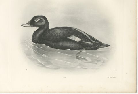 Velvet Scoter, Antique Bird Print after Lilian Medland, circa 1909