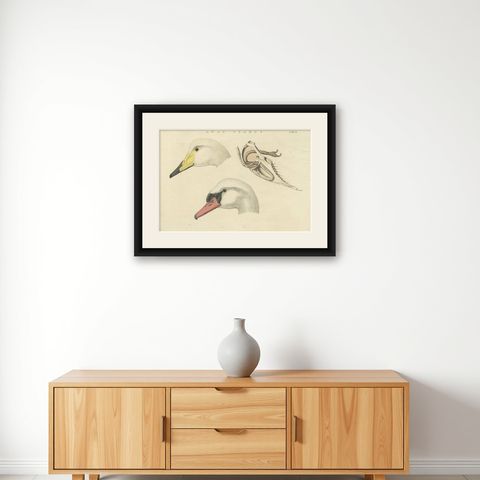 Antique Bird Print of a Swan ‘Tab. II’ by Sepp & Nozeman, 1829, shown framed on a wall