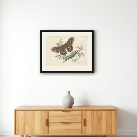 Antique Print of the Cecropia Moth by Lloyd 'circa 1897', shown framed on a wall