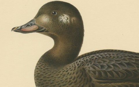 Tranquil Reflections: Bird Print of The Young Velvet Scoter by Magnus von Wright, close-up 1