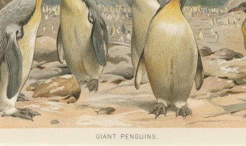 Antique Penguin Print Giant Penguins Coastal Scene Chromolithograph c.1895, close-up 5