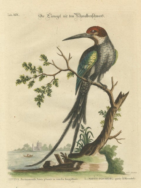 The Surinamese Kingfisher Bird with the Swallow Tail - Engraved in 1749, close-up 6