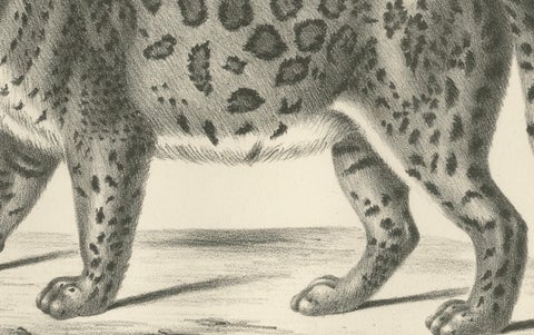 19th-Century Lithograph of the Jaguar, Also Known as the American Tiger, close-up 1