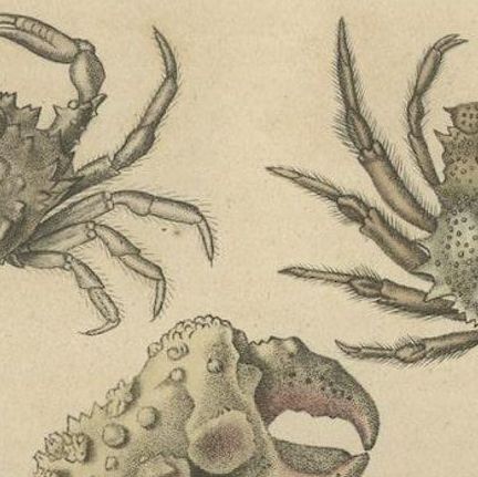19th Century Antique Handcolored Print of Different Sea Crabs, 1845, close-up 4