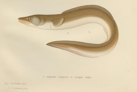 Scandinavian Eels Lithograph: European Eel and Black Conger from 19th Century, close-up 1