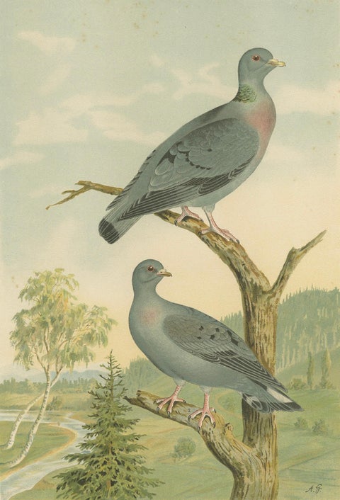 Wood Pigeons in a Spring Landscape, Elegant Antique Bird Chromolithograph, 1880, close-up 2