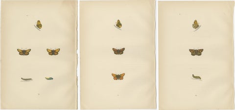 Brushstrokes and Butterflies: The Artistic Legacy of Morris's Skippers, 1890, view 5