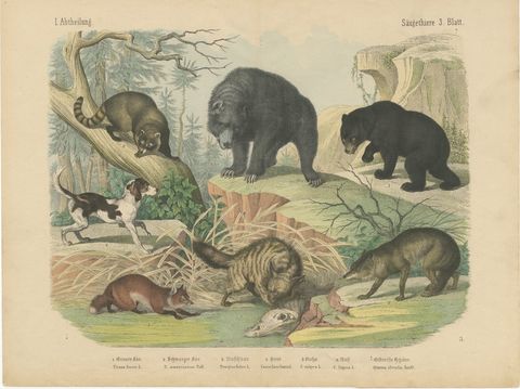 Antique Grizzly and Black Bear Print with Wolf, Fox and Raccoon, circa 1890
