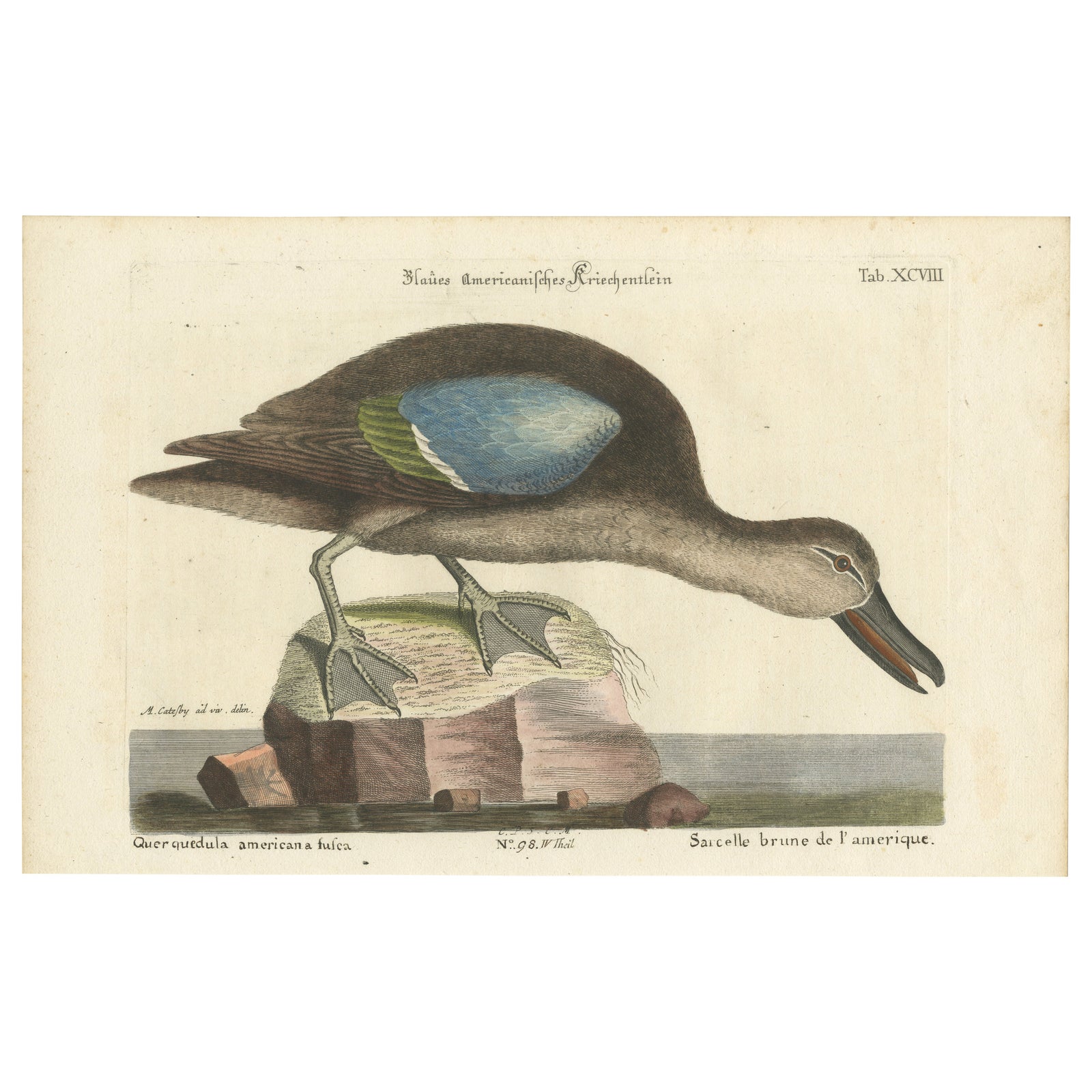 Hand-Colored Engraving of the American Blue-Winged Teal by Seligmann, ca.1770