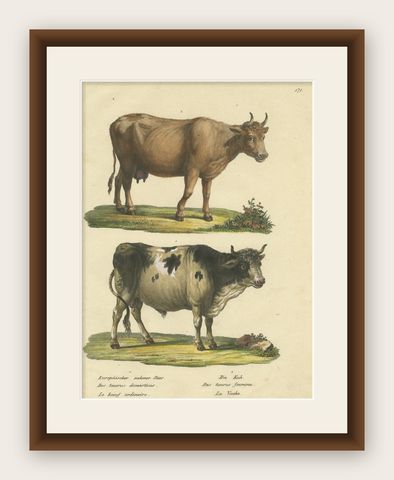 Antique Hand Colored Print of a European Bull and Cow, shown framed