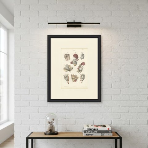 The External Ear, Antique Hirschfeld Anatomy Print, 1866, shown framed on a wall