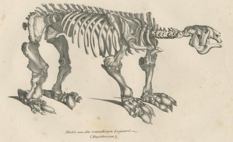 Megatherium Skeleton Lithograph, Giant Ground Sloth, Brodtmann c.1830, close-up 6