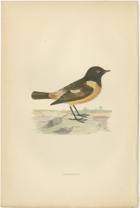 Stonechat on a Low Mound with Distant Trees, Antique Bird Print, Morris, 1896, view 2