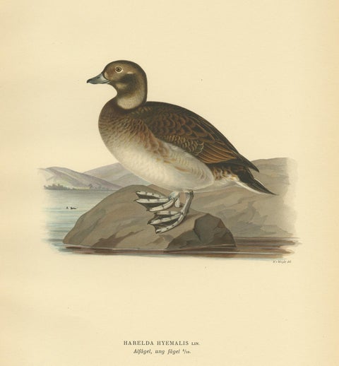 Antique Bird Print of a Young Female Long-Tailed Duck by Von Wright '1929', view 4