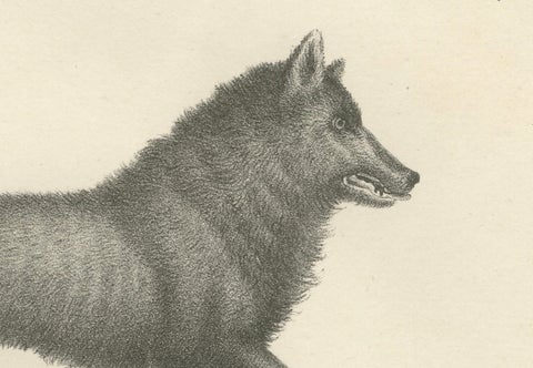 19th-Century Lithograph of the Black Wolf and Grey Wolf in Striking Detail, close-up 2