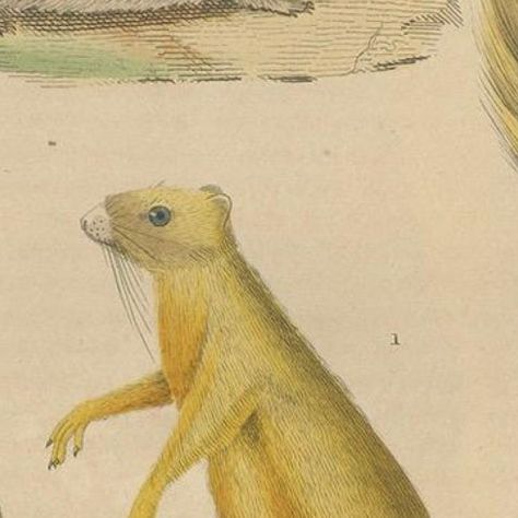Diverse Rodentia: Squirrel, Cuban Hutia, and Lemming-like Rodent, 1845, close-up 5