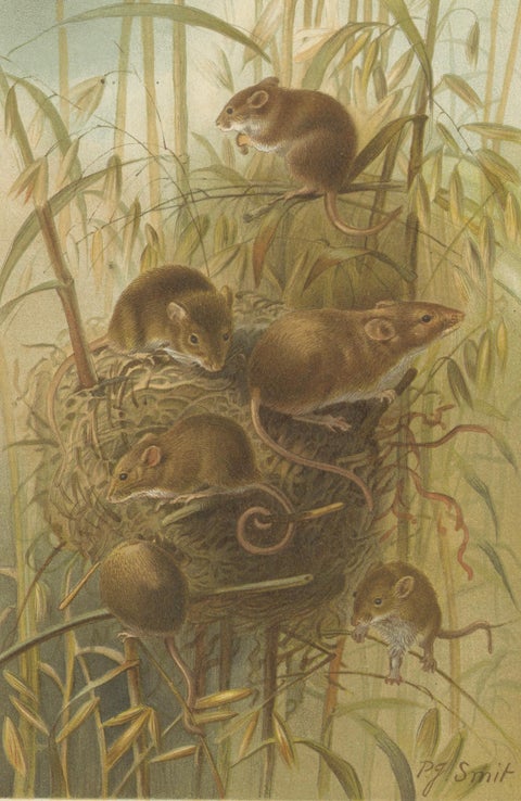 Harvest Mouse, Antique Natural History Chromolithograph, 1894, close-up 2