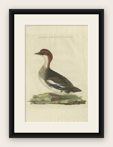 Antique Hand-Coloured Print of Female Merganser, Mergus Minutus, 1770s, shown framed