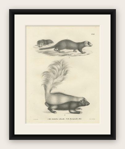 19th-Century Lithograph of a Skunk and European Otter in Exquisite Detail, shown framed