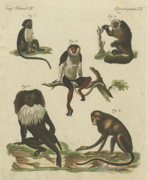 Original Antique Print of a Macaque and other Monkeys, view 3