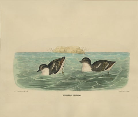 Antique Bird Print of Least Auk made after D.G. Elliot, 1869, view 3