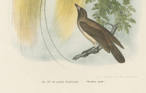 Greater Bird of Paradise Male & Female Hand-Colored Lithograph, c.1875, close-up 6