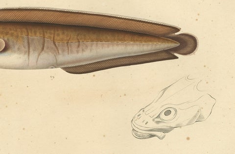 Antique Ichthyology Print, Cusk Fish (Le Brosme) from Gaimard Voyage, 1842, close-up 1