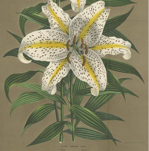 Antique Botany Print of the Lilium Auratum by Van Houtte, 'circa 1862', view 4