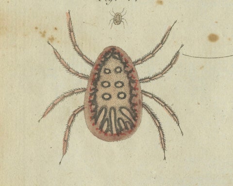 Intricate Arachnids and Insects: Hand-Colored Engraving Published in 1805, close-up 4