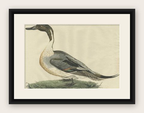 Northern Pintail Drake - Antique Bird Engraving by Nozeman and Sepp, 1789, shown framed
