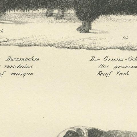 Antique Print of Oxen and Sheep by Schinz, 'c.1830', close-up 2