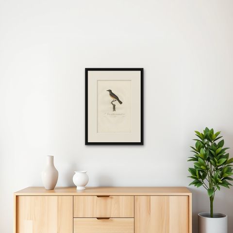Antique Bird Print of a Tyrant Flycatcher by Vieillot, 1807, shown framed on a wall