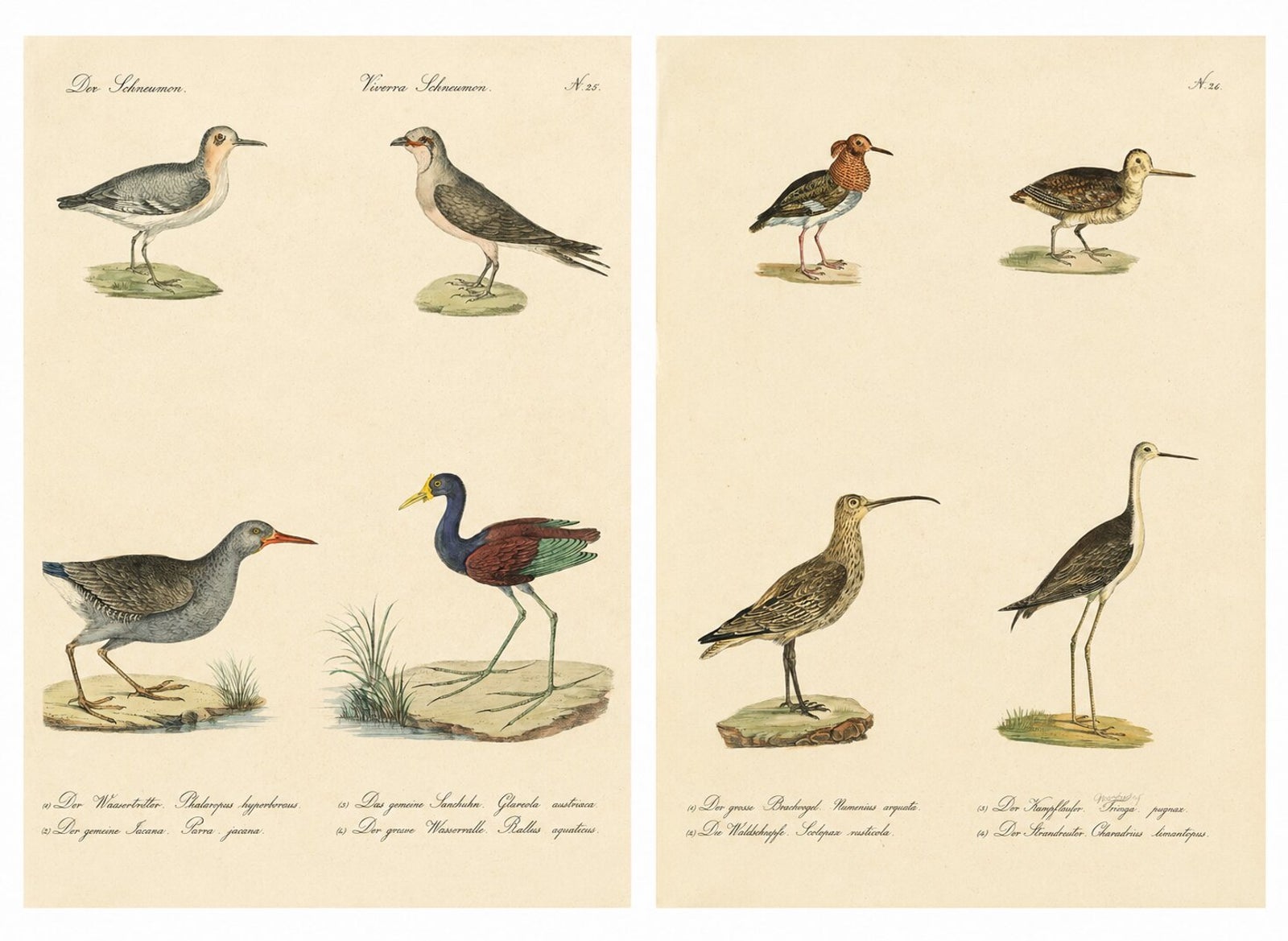 Shorebirds, Jacana & Water Rail Pair, Brodtmann Hand-Colored Lithographs, 1816