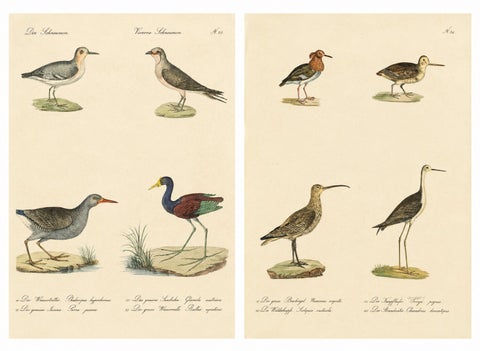 Shorebirds, Jacana & Water Rail Pair, Brodtmann Hand-Colored Lithographs, 1816