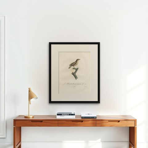 1807 Gray Flycatcher Print - 'Le Moucherolle gris' Handcolored Bird Illustration, shown framed on a wall