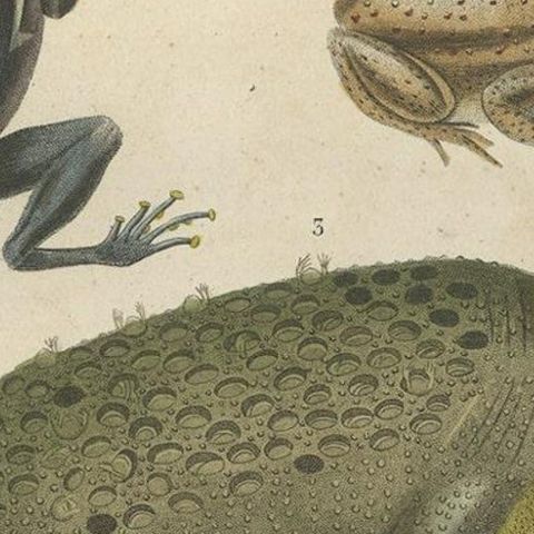 Old Hand-Colored Print Showing Different Frog Species, close-up 4