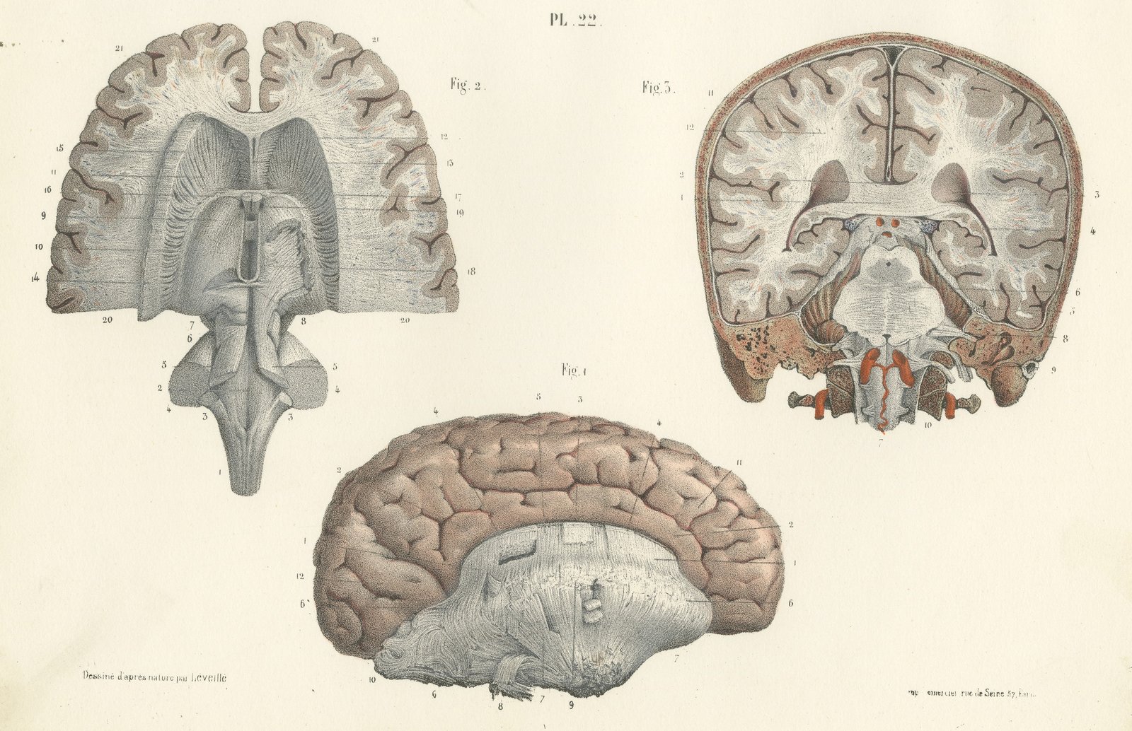 Coronal Section of the Head, Antique Hirschfeld Anatomy Print, 1866