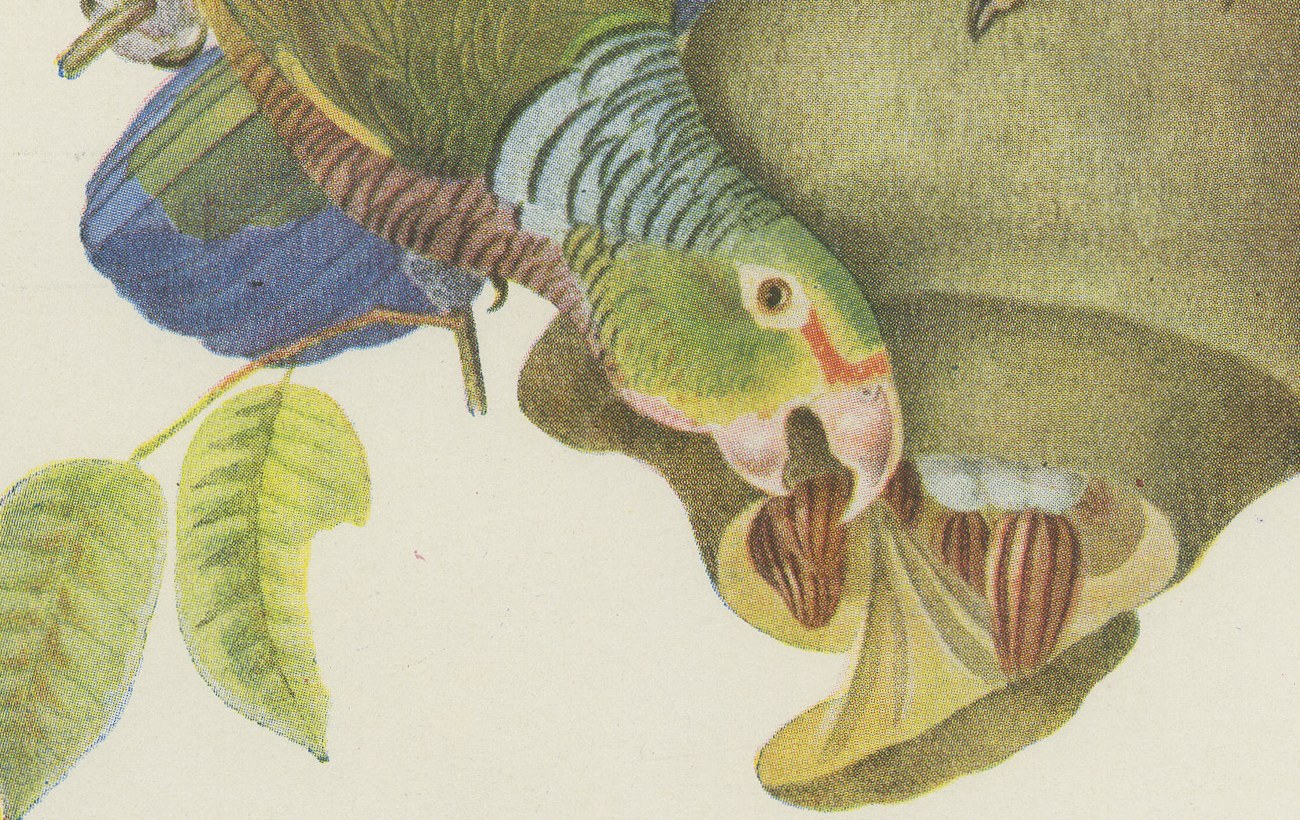 Amazon Parrots, Brazilian Bird Print, Descourtilz, 1944, view 5