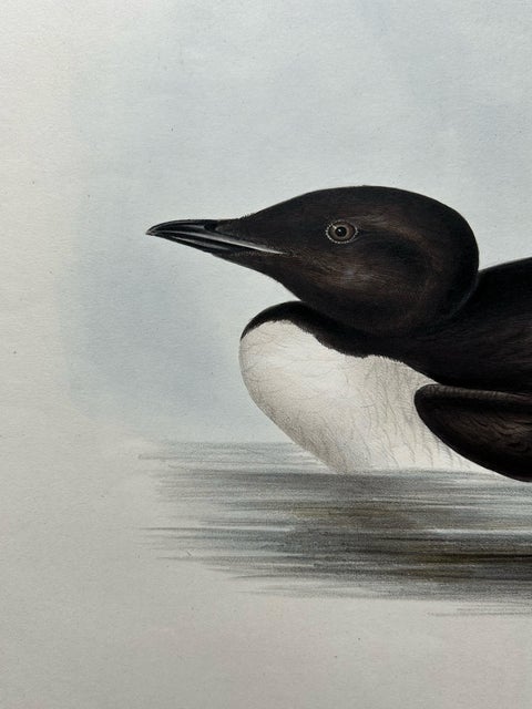Brunnich’s Guillemot, Antique Bird Lithograph by John Gould, c.1832, view 3