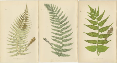 Antique Hand-Colored Fern Prints - Aspidium Species - 19th Century Botanical Art, view 5