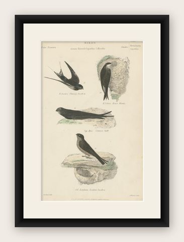 Antique Bird Print of the House Martin and Other Birds by Richardson, circa 1860, shown framed