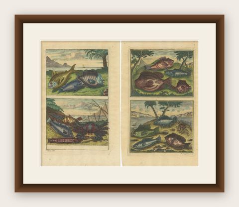 Set of 2 Colored Antique Prints of Various Fishes and Crustaceans, shown framed
