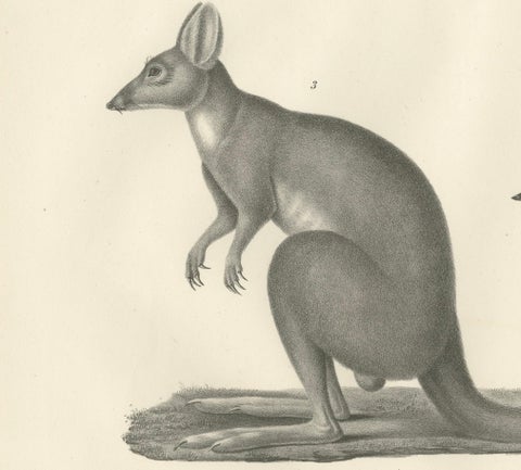 Rare 19th-Century Lithograph of Marsupials Showing the Potoroo and Kangaroo Rat, close-up 1